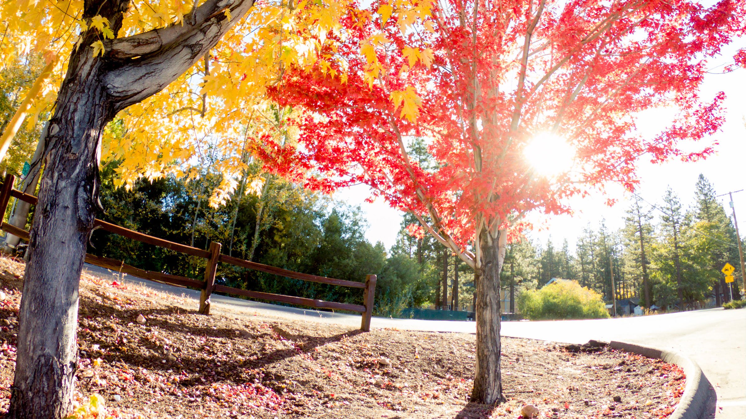 Two trees with red and yellow fall colors